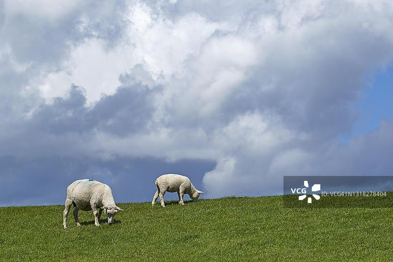 国内羊羊属gmelini白羊座),绵羊和羔羊放牧在堤坝上,德国石勒苏益格-荷尔斯泰因州图片素材