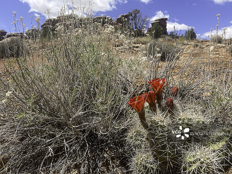 野生植物仙人掌盛开的花和一些野生沙漠植物在峡谷地国家公园图片素材