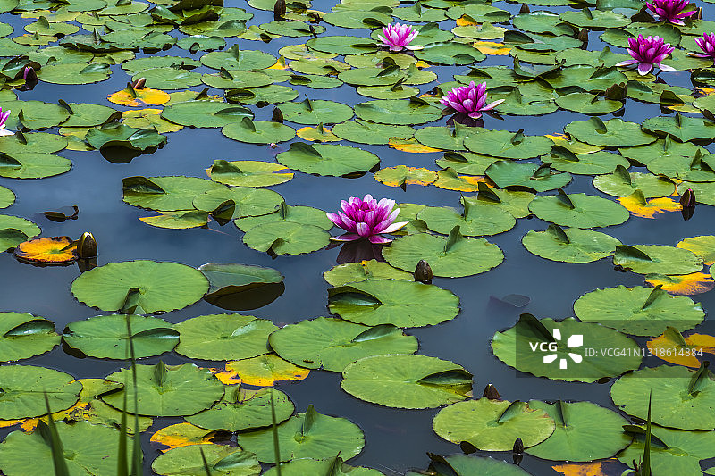 池塘里盛开的睡莲。Iga、米氏日本图片素材