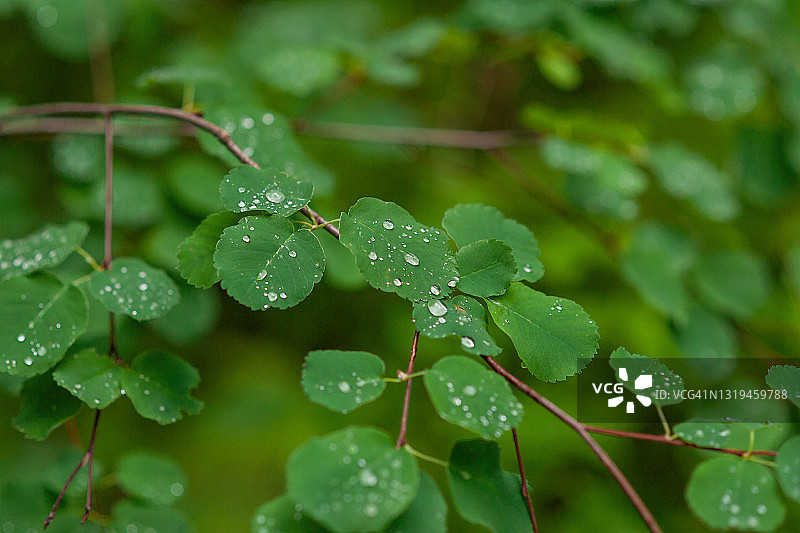 雨滴落在绿色的树叶上-照片图片素材