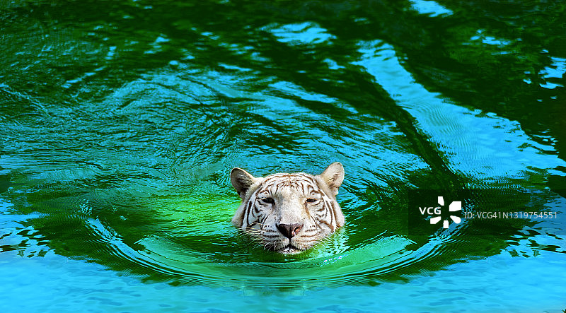白虎在绿水中流淌，老虎结构优美。图片素材