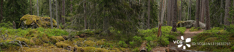 全景式的森林环境在一个原始森林在春天的白天图片素材