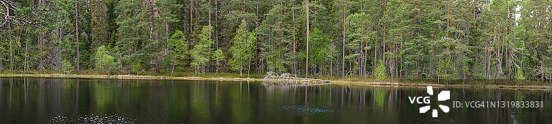 春天原始森林中的一个小湖的全景图片素材