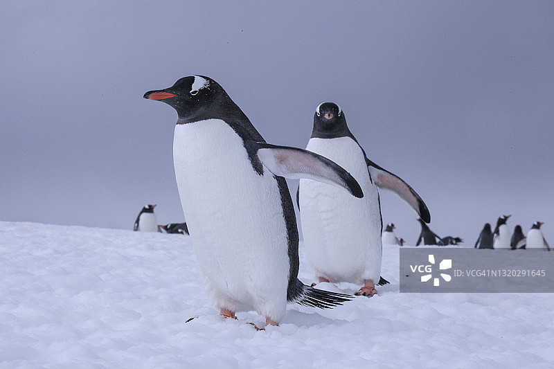 企鹅在丹科海岸的雪地上行走图片素材