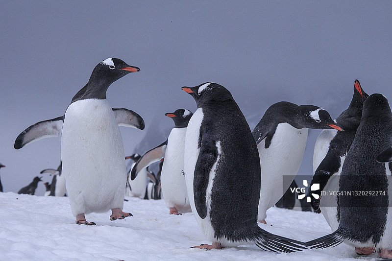 企鹅站在丹科海岸的雪地上图片素材