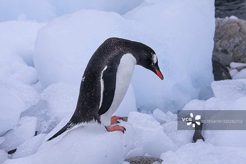 企鹅站在冰上的特写图片素材