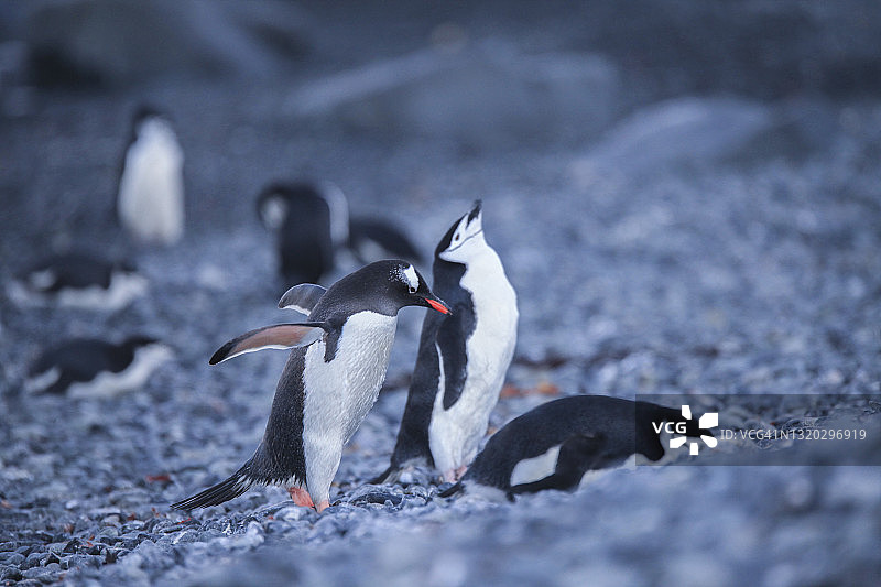 帽带企鹅和巴布亚企鹅站在石头上图片素材