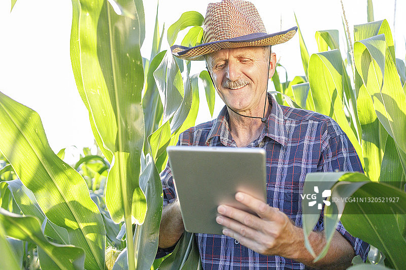 快活的农民在玉米地里使用数字平板电脑图片素材