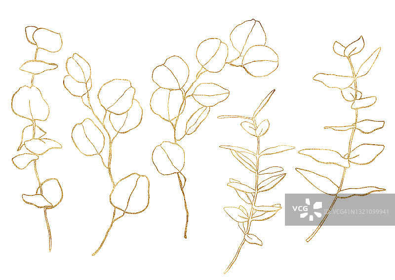 水彩花套金色桉树的树枝，线形的叶子和种子。手绘银元桉树孤立在白色的背景。插图设计，印刷，织物或背景。图片素材