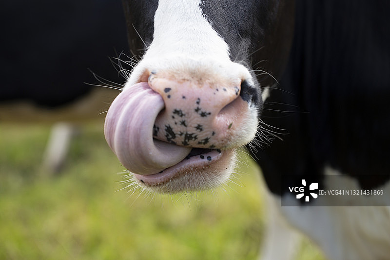 牛舌抠鼻图片素材