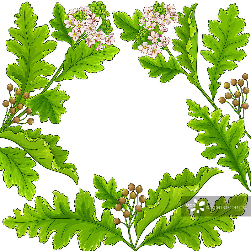 克兰布植物框架在白色的背景图片素材