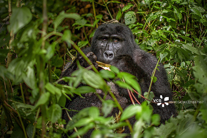 山地大猩猩(白令盖大猩猩)进食在植被和看相机的正面视图图片素材