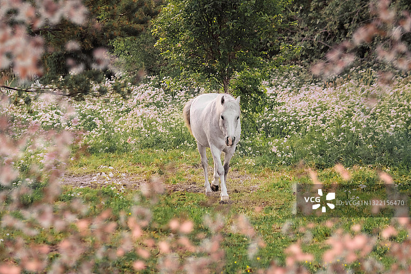 美丽的白马在鲜花的田野在夏天，芬兰图片素材