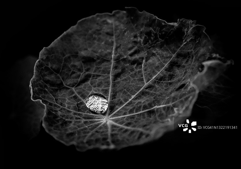 旱金莲叶上发光的水滴图片素材