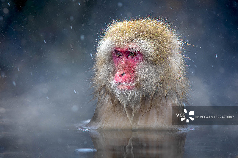 日本雪猴图片素材
