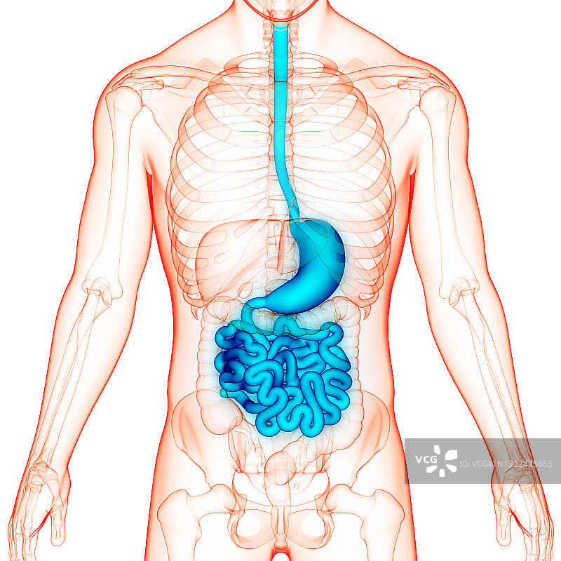 人体消化系统胃与小肠解剖图片素材