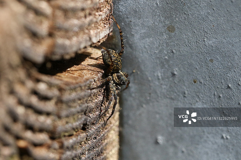 一只正在狩猎的长腿狼蛛，Pardosa sp，站在木篱笆上。图片素材