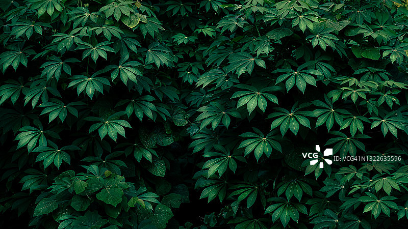 热带叶花在黑暗的热带叶自然背景深绿色叶自然图片素材