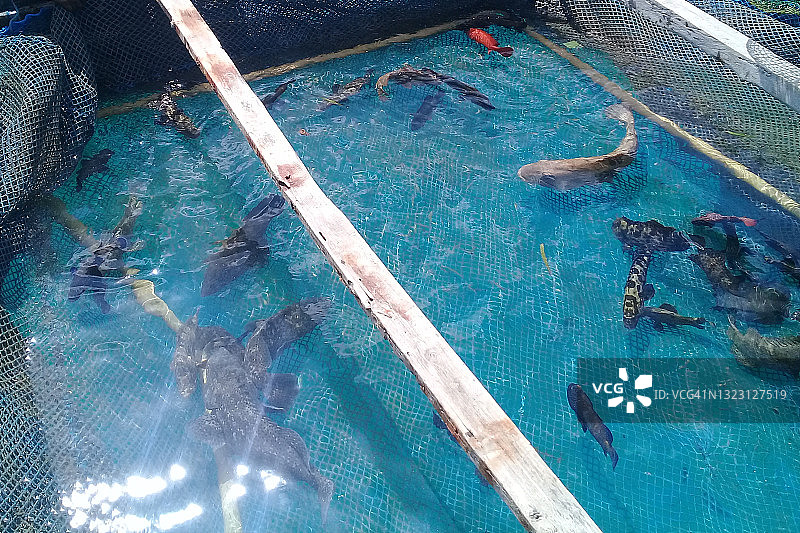 鱼场石斑鱼种类图片素材