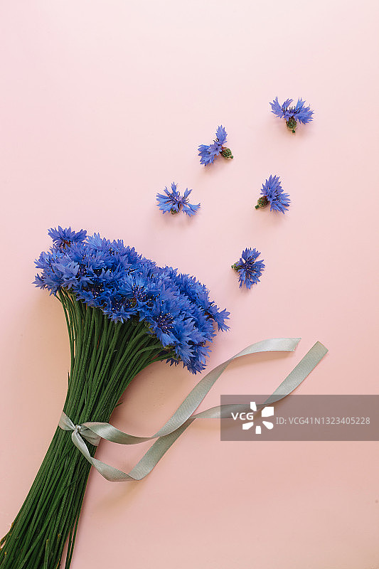 淡粉色背景上的夏季蓝色矢车菊花。俯视图，平放。图片素材