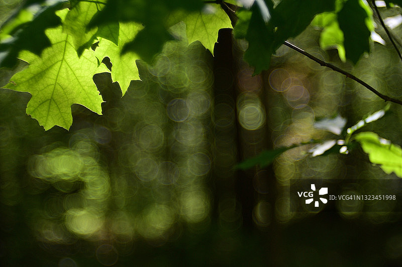 森林里有些阳光的树叶图片素材