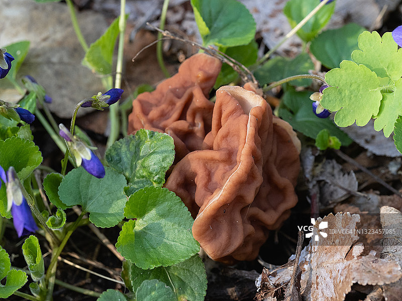 春天紫色的森林紫罗兰中枯萎的蘑菇图片素材