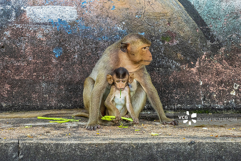 泰国罗布里市一只母猴子带着她的宝宝图片素材