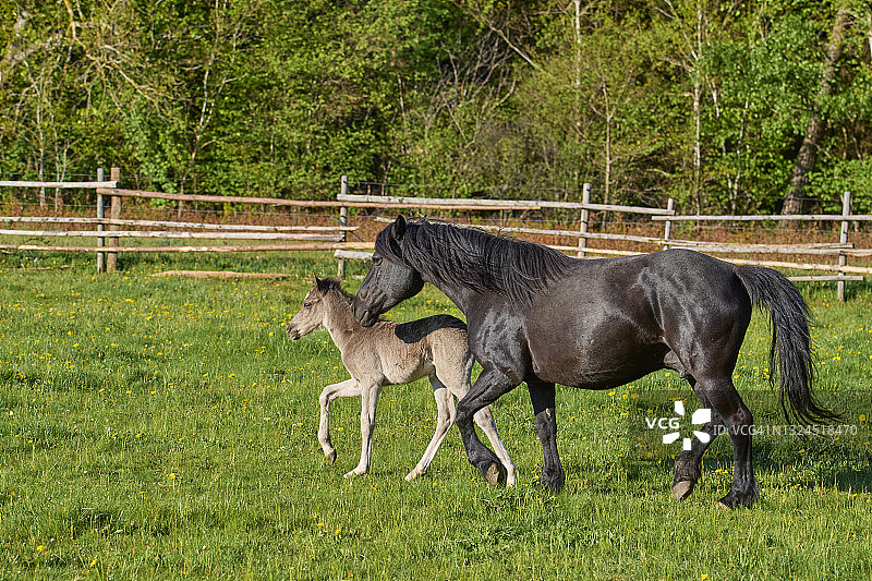 马，春天放牧的母马和小马驹图片素材