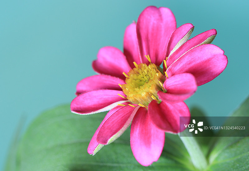 蓝色背景下一朵鲜艳的粉红色百日菊花图片素材