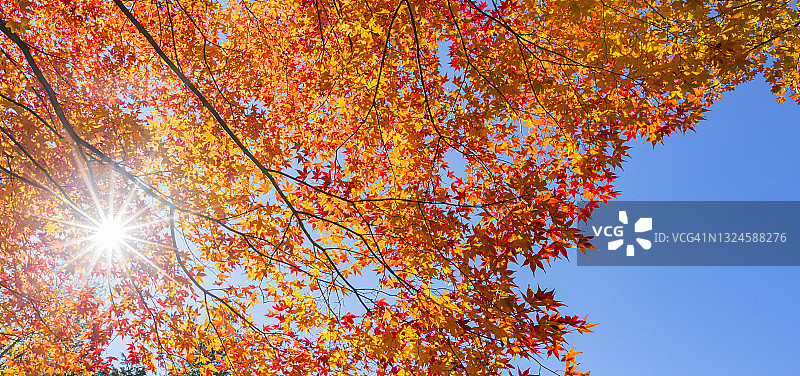 阳光透过秋叶在森林里图片素材