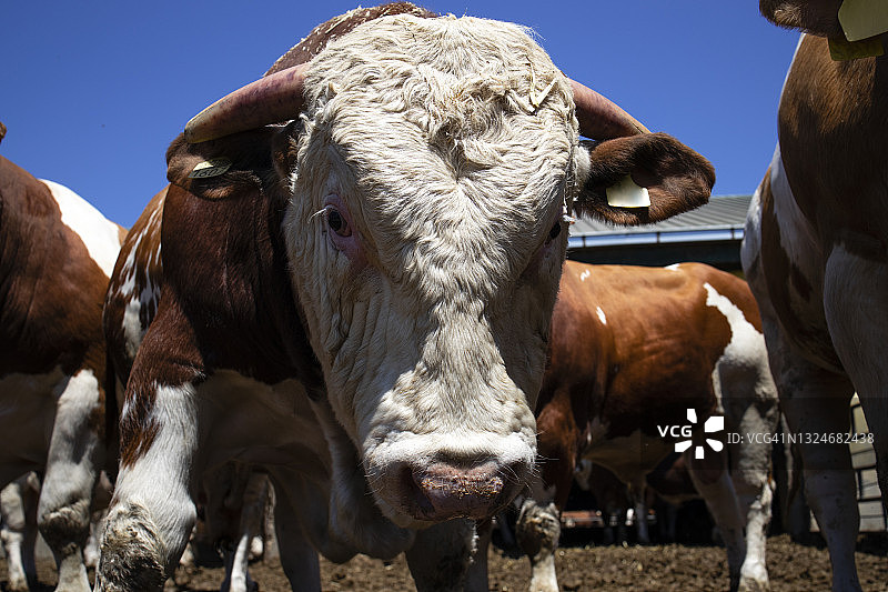 强壮的公牛家畜，用于有机农场的肉类生产。图片素材