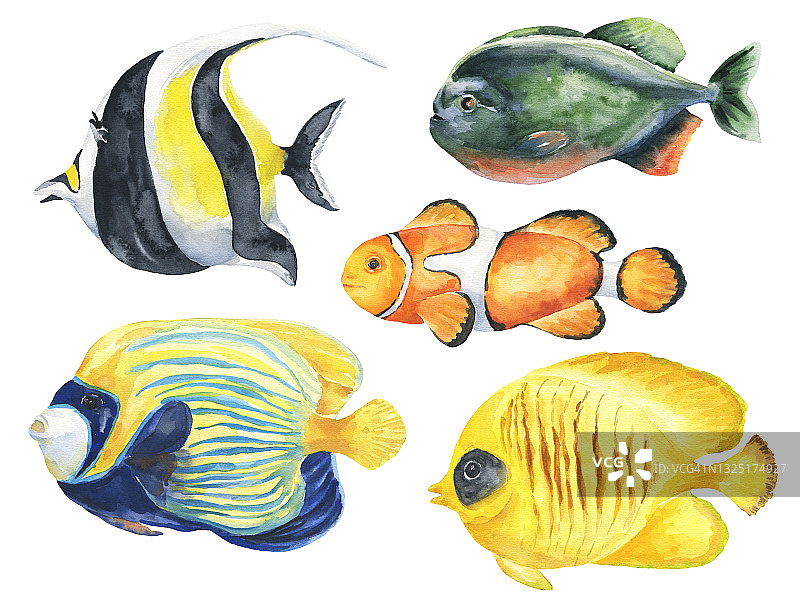 水彩热带鱼孤立在白色的背景。水彩画水下动物插图。图片素材