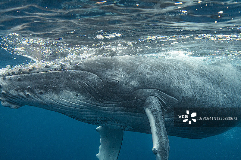 座头鲸漂浮在海洋表面图片素材