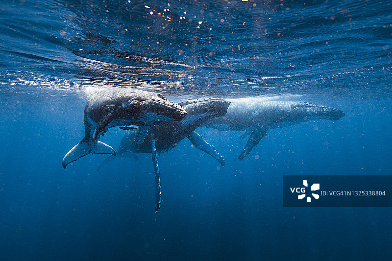 座头鲸在阳光下在海洋表面游泳图片素材