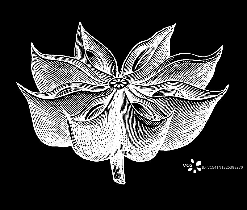 古老的雕刻插图的茴芹，茴芹或很少茴芹(Pimpinella anisum)图片素材