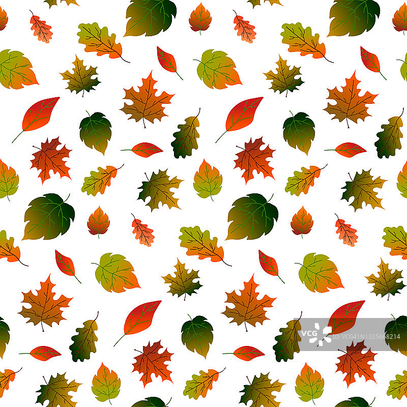 图案与秋叶-橡树，枫树，桦树。图片素材