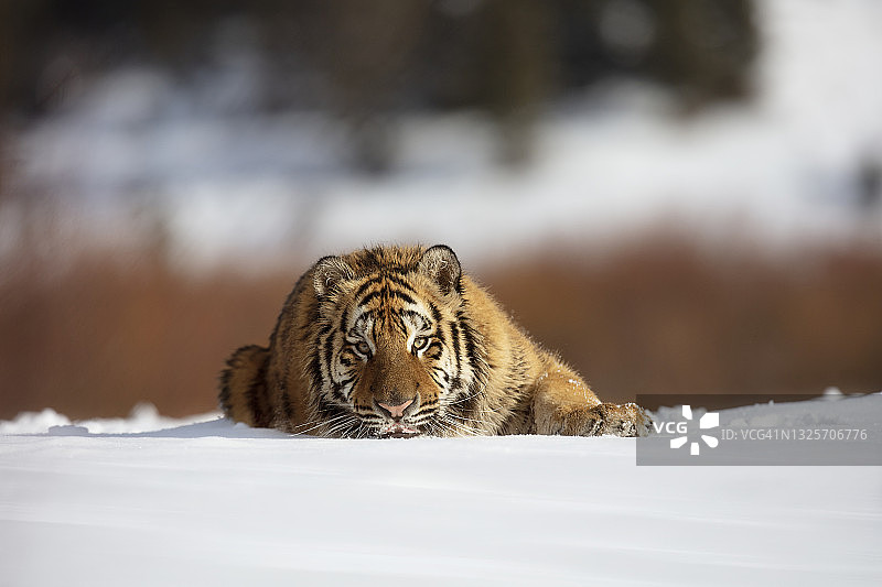 近距离拍摄的西伯利亚虎躺在雪地上看着镜头图片素材