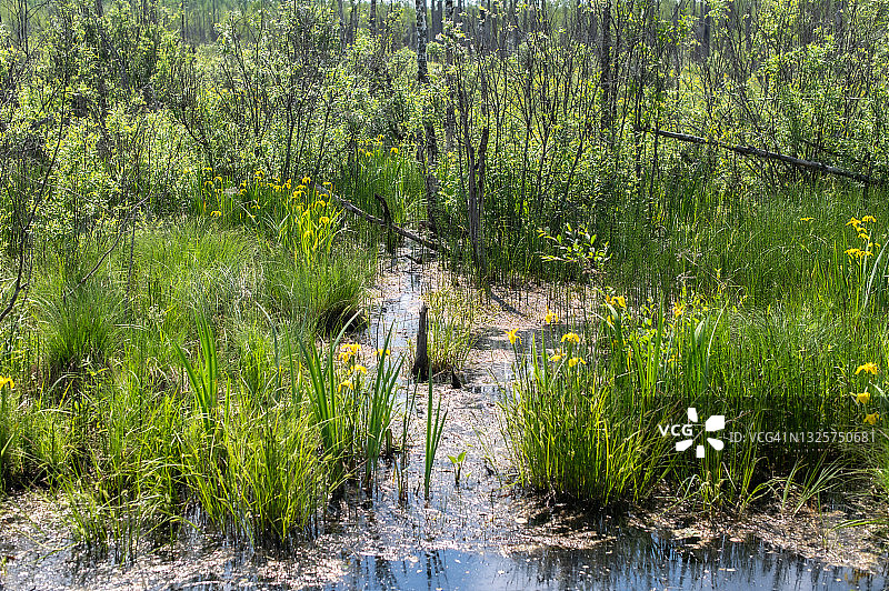 在一个阳光明媚的夏日，沼泽里盛开着明亮的鸢尾花图片素材