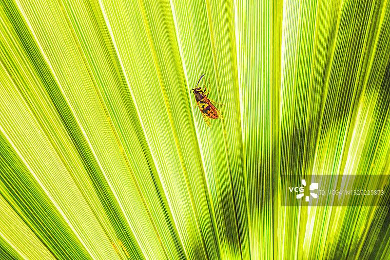 绿色棕榈叶上的黄蜂图片素材