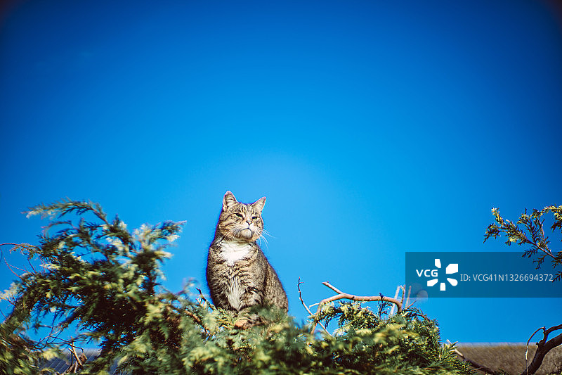 可爱的家猫坐在花园的墙在一个阳光明媚的日子图片素材