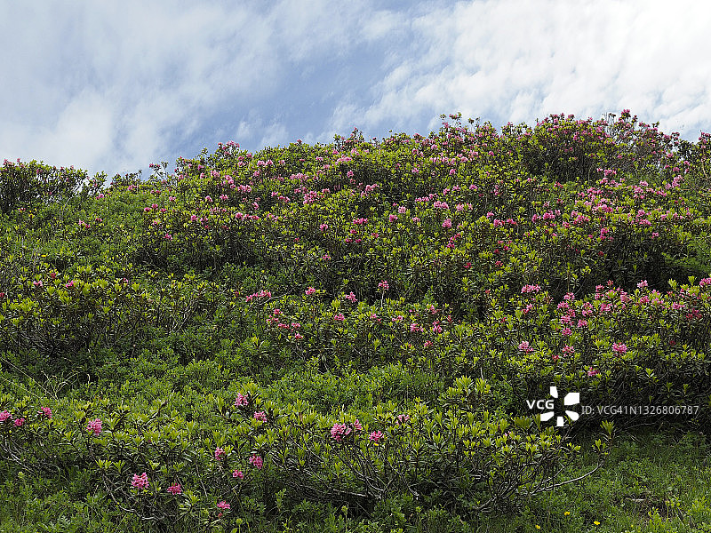 开花的天蔷薇(杜鹃花铁)靠近Bosco Gurin, Rovana山谷图片素材