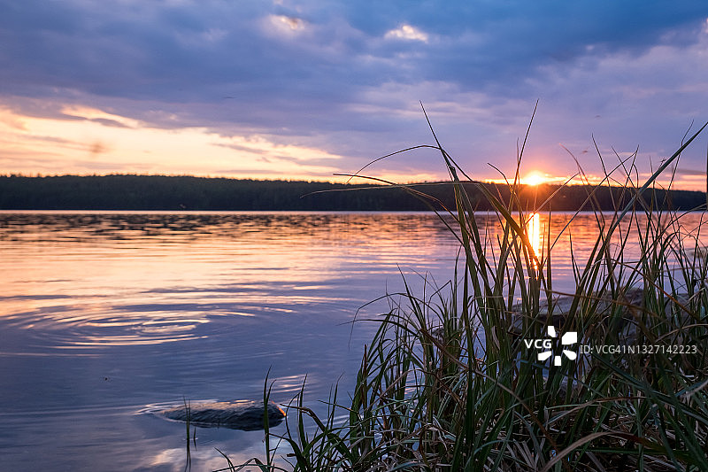 卡累利阿的科夫多泽湖上的夏日日落。定居Zelenoborsky, Kandalaksha，摩尔曼斯克地区，科拉半岛。傍晚的天空倒映在平静的水面上，前景是草地的剪影。图片素材