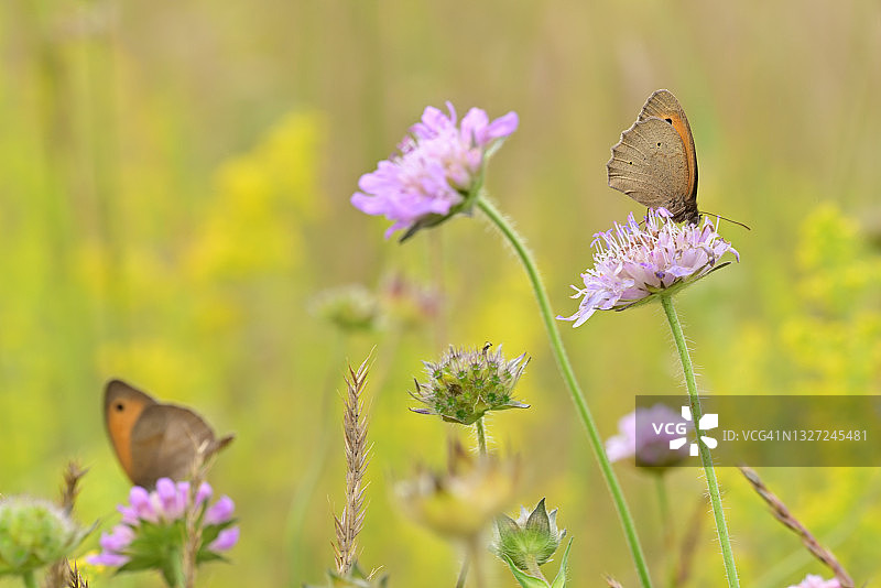 夏天草地上的蝴蝶图片素材