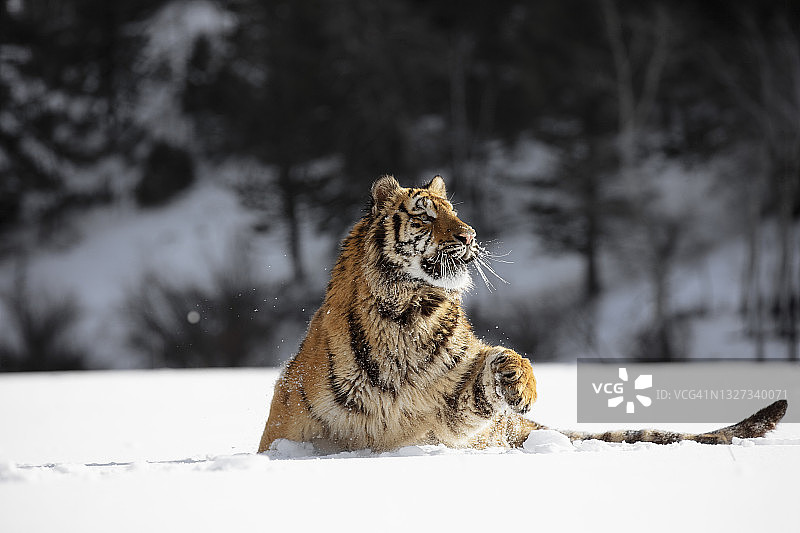 近距离拍摄的西伯利亚虎(阿尔泰卡虎)雪景图片素材