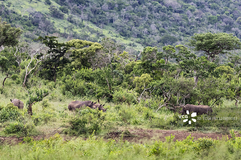黑犀牛(双角犀牛)图片素材