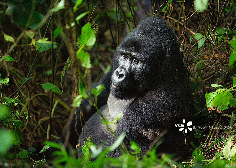 一只雄性银背大猩猩(白背大猩猩)，乌干达布温迪国家公园图片素材