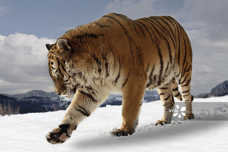 东北虎(panthera tigris altaica)在雪地上行走的特写图片素材