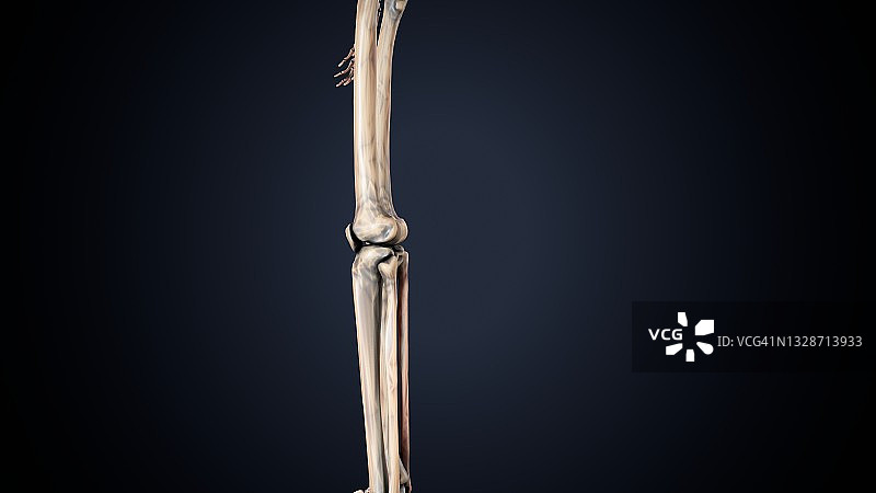 人体骨骼腿关节解剖的三维插图图片素材