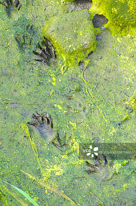浣熊(Procyon lotor)的足迹在藻类覆盖的泥。图片素材