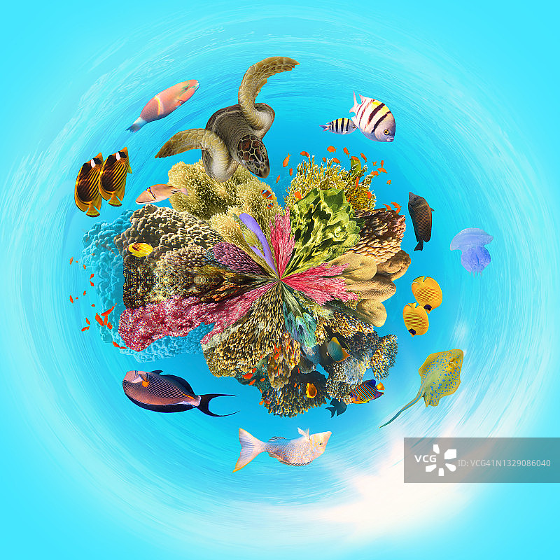 水下天堂背景珊瑚礁野生动物自然拼贴与鲨鱼蝠鲼海龟五颜六色的鱼背景图片素材